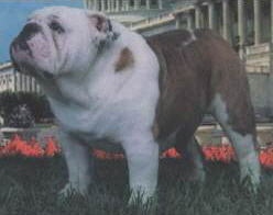 English bulldog puppies